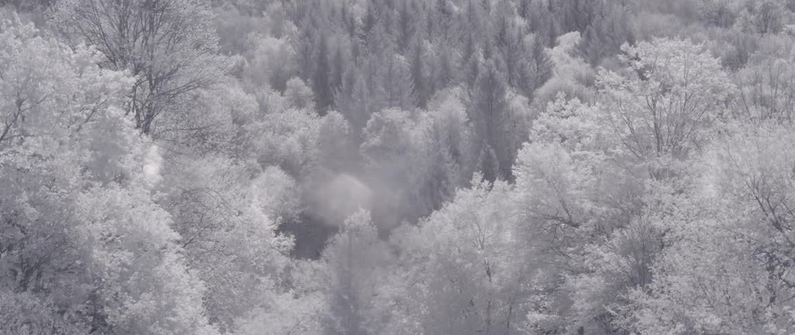 Snow covers the tops of trees in a forest