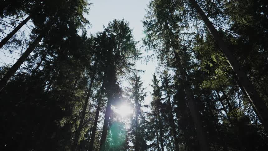 A view of the sun through the trees in the woods