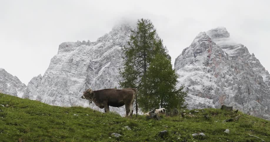 A cow wearing a bell grazes on a hillside near snow-covered mountain peaks
