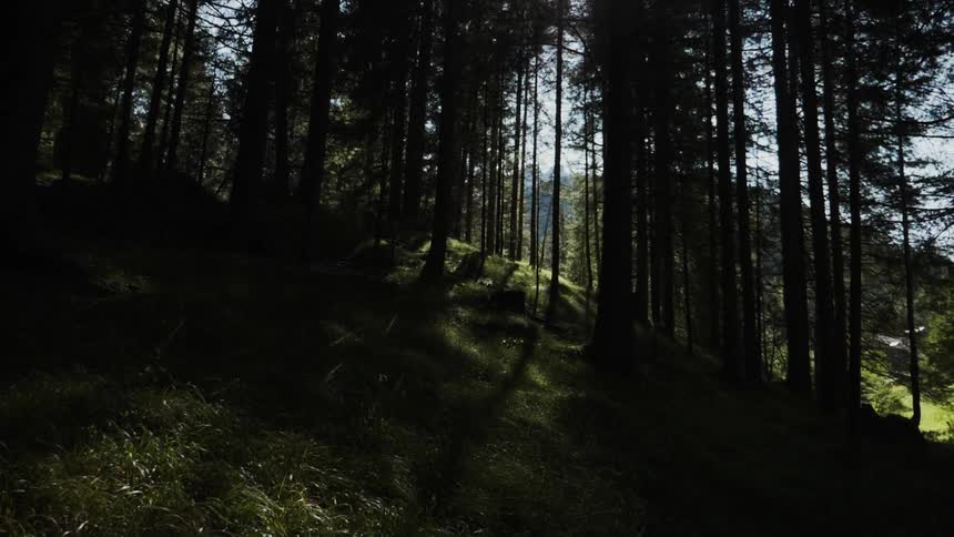 A hilly forest during the day