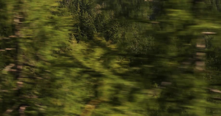 A dense pine forest covers a hillside