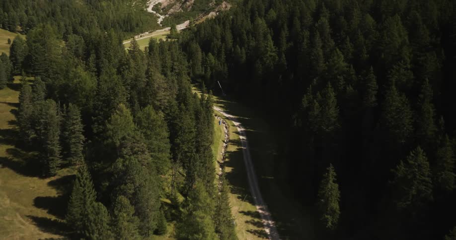 A creek runs along a road lined with pine trees during the day