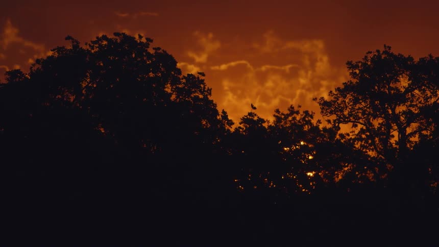 A sun setting behind some trees