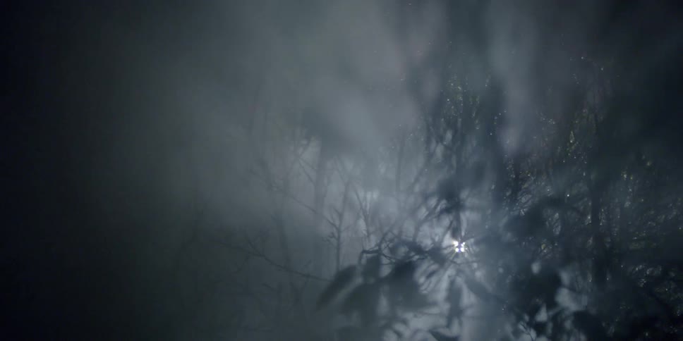 Light shines through trees in a forest