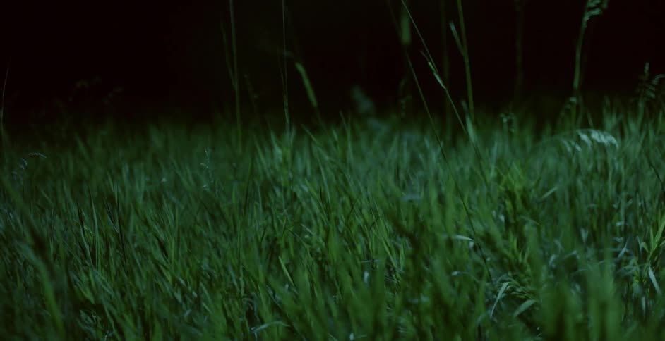 Grass bristles in the wind at night