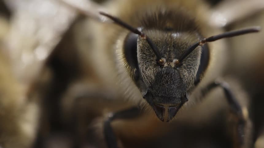 A bee is standing amidst other bees during the day