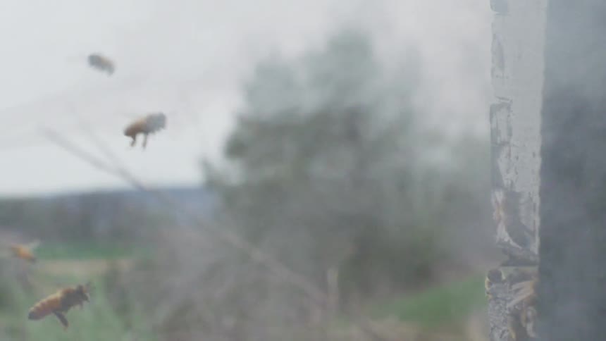 Bees buzz around a wood hive as smoke is blown at them