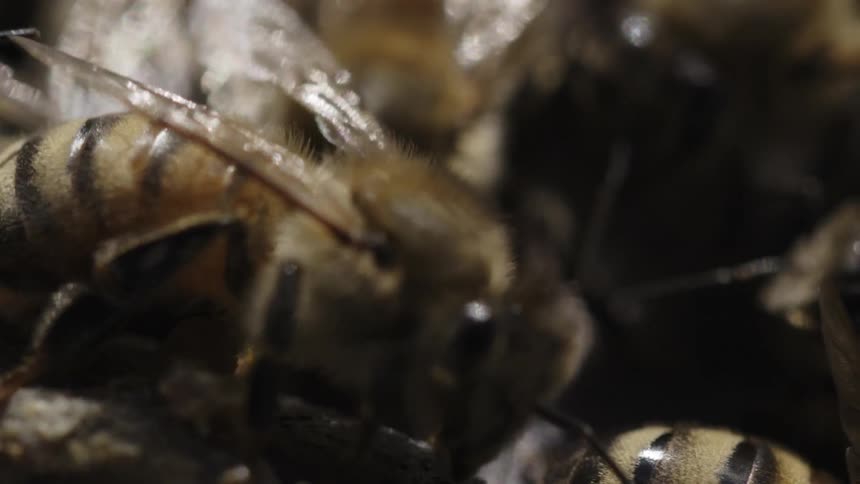 Bees crawling over each other
