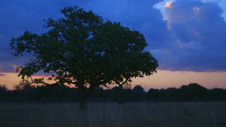 A field with a single tree at sunset