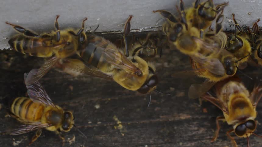 Bees crawling outside a hive