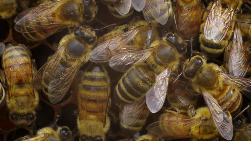 Bees crawl and buzz on a honeycomb during the day
