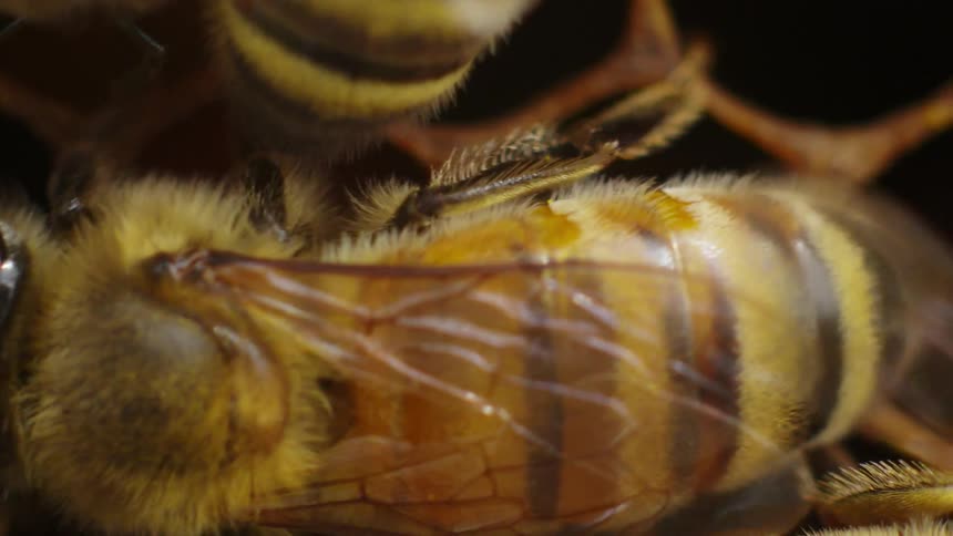 Close up of bees crawling on honeycomb