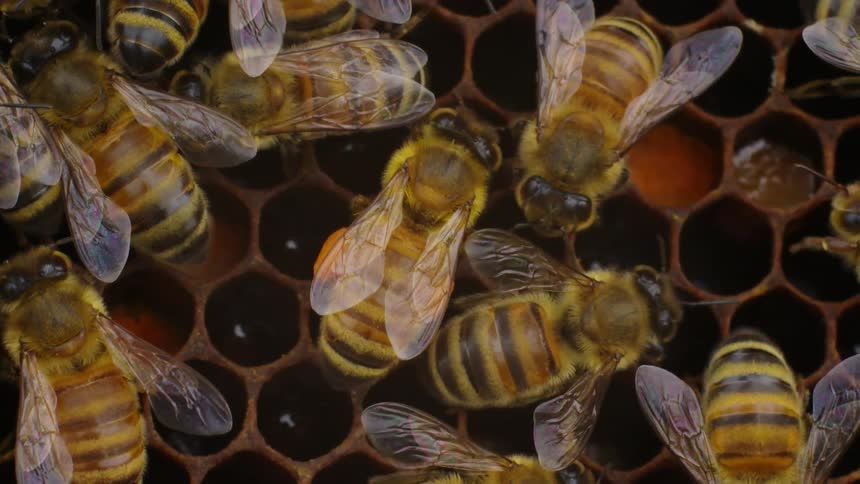 Bees crawl over a honeycomb