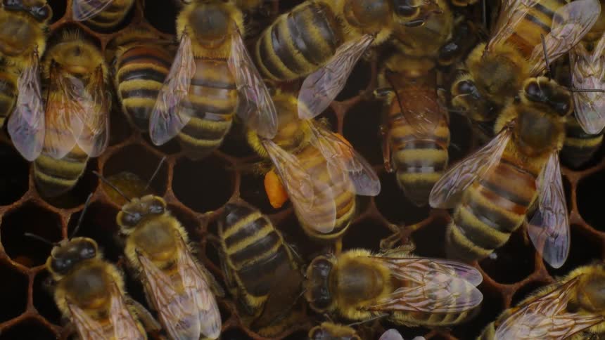 Bees crawl over a honeycomb
