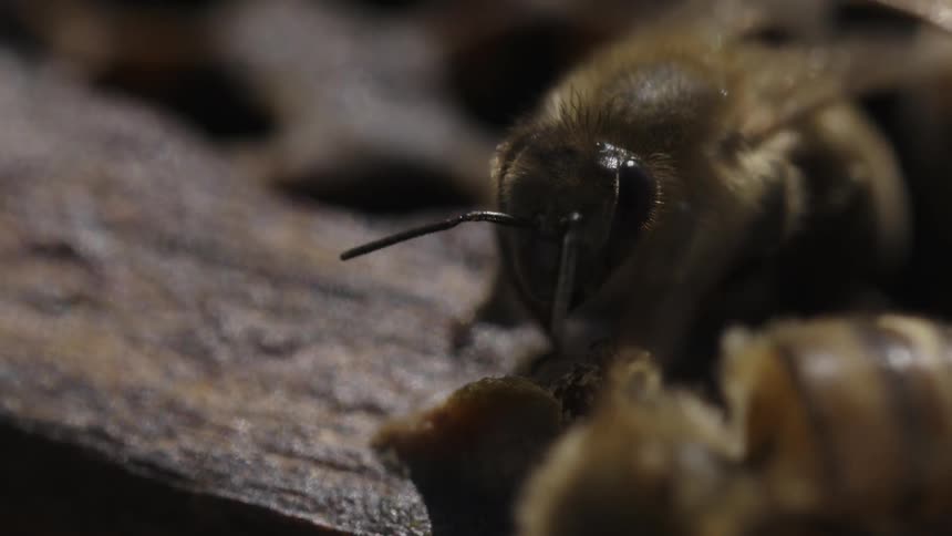 A bee is working on a log