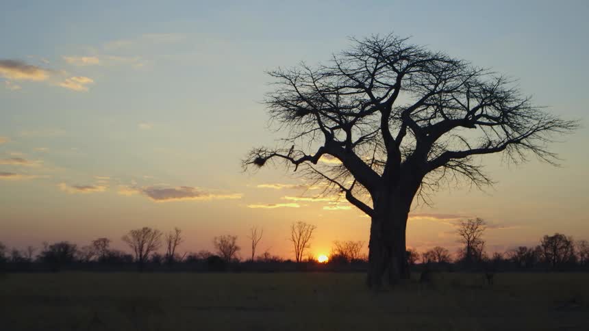 A tree in the middle of a field at sunset