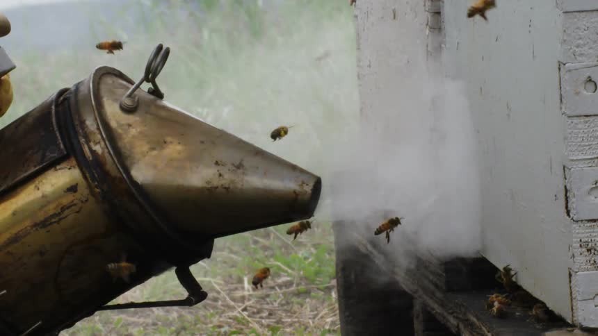 Smoke is blown at bees as they buzz near a wooden hive