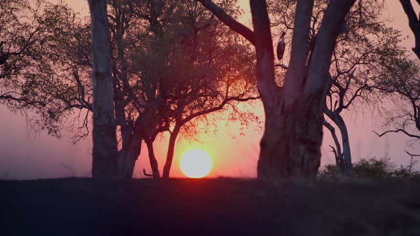 The sun shines between two trees