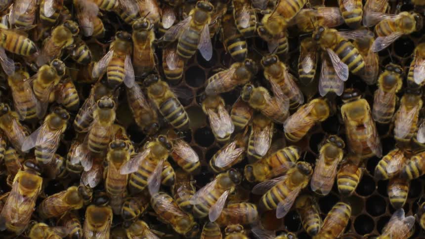 Bees working in a hive