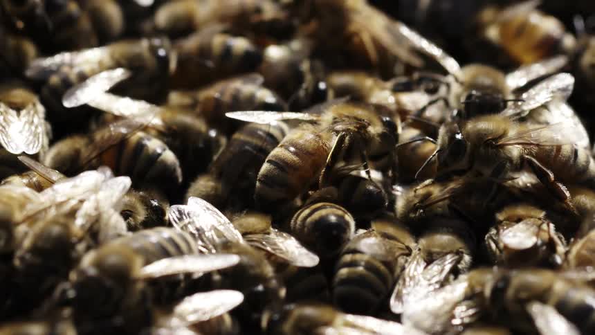 Bees crawl over each other