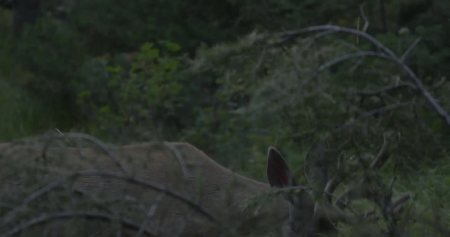 A deer bends its head to graze