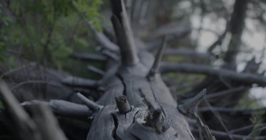 A dead tree on its side