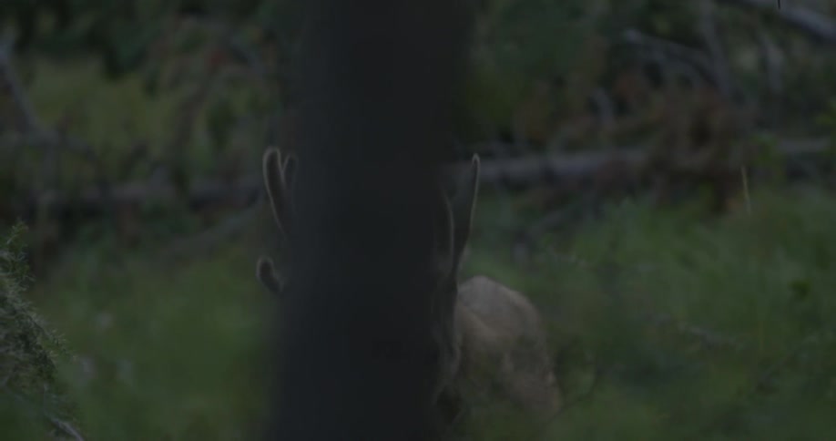 A deer bends down to graze in a forest