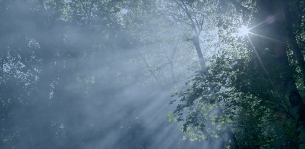 Smoke billowing through a forest with sun shining through