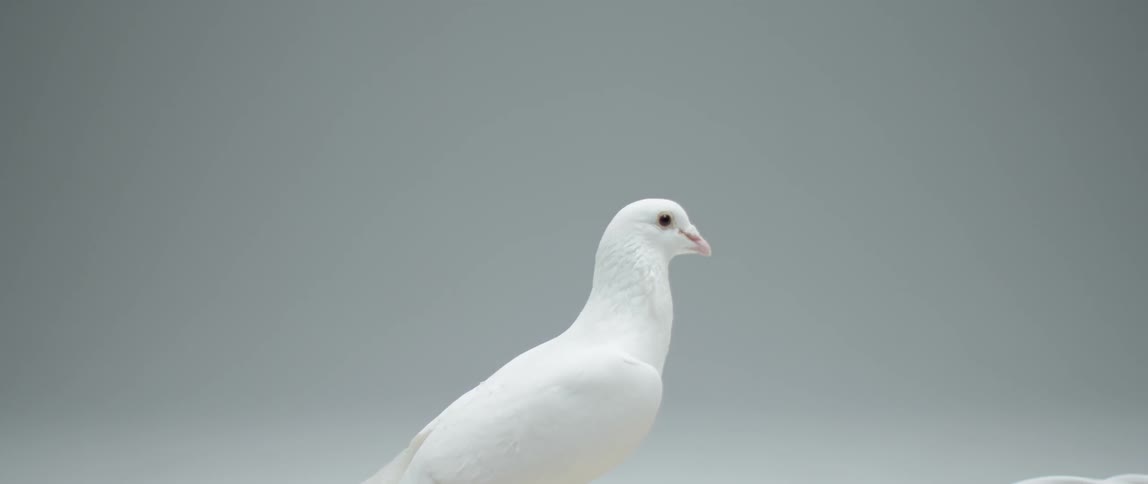 Close up of a white bird