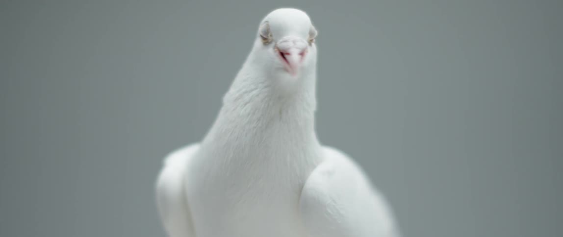 A white dove coos softly