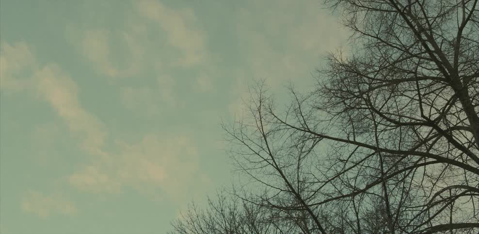 Trees against a cloudy winter sky