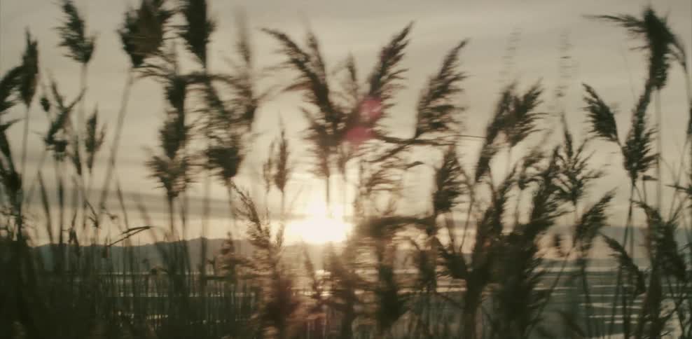 Pampas grasses sway in the wind on a shoreline at sunset