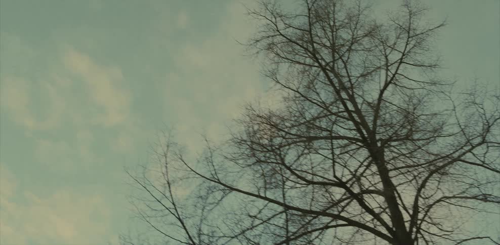 The trees are barren under the cloudy sky