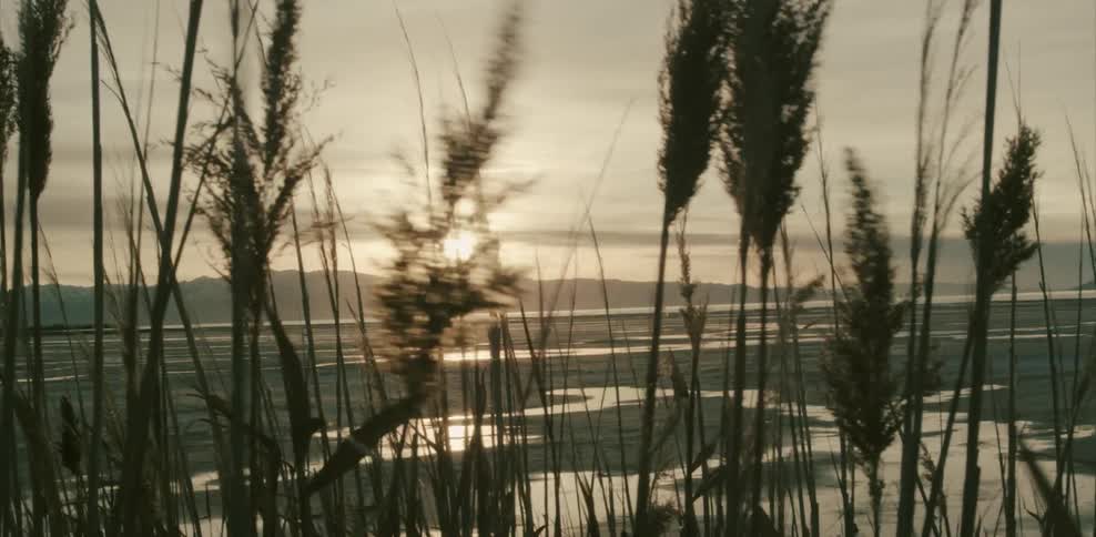 Cattails waving in front of marshy land on a sunny day