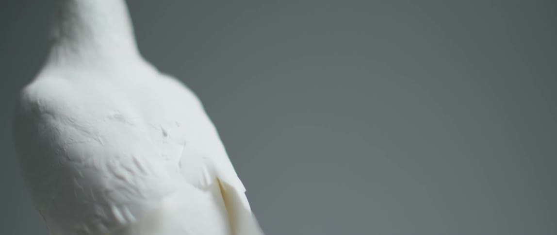 Close up of a white bird