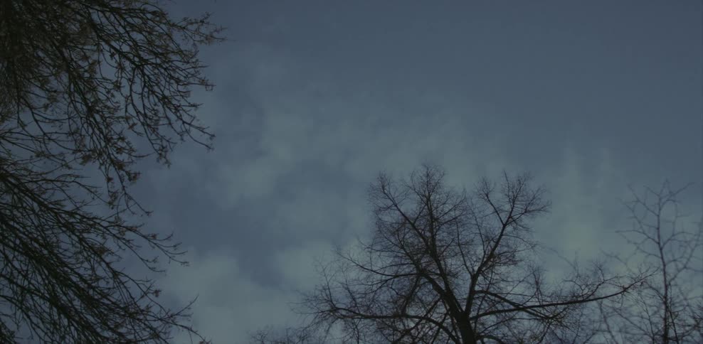 Trees on a cloudy day