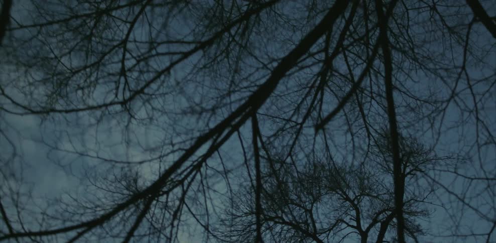 The barren trees cover the cloudy sky