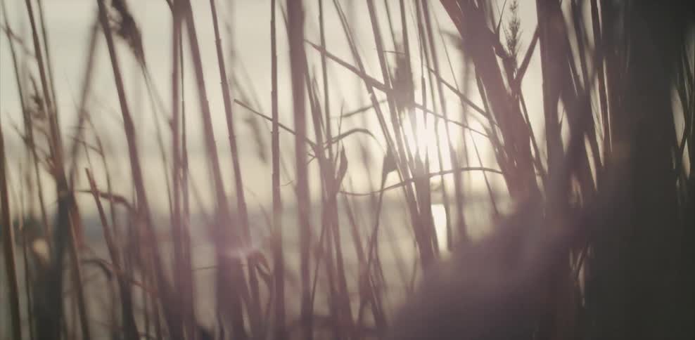View looking through cat tails on a sunny day