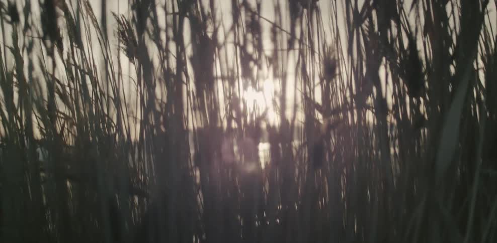 Grass bristles in the wind as the sun shines