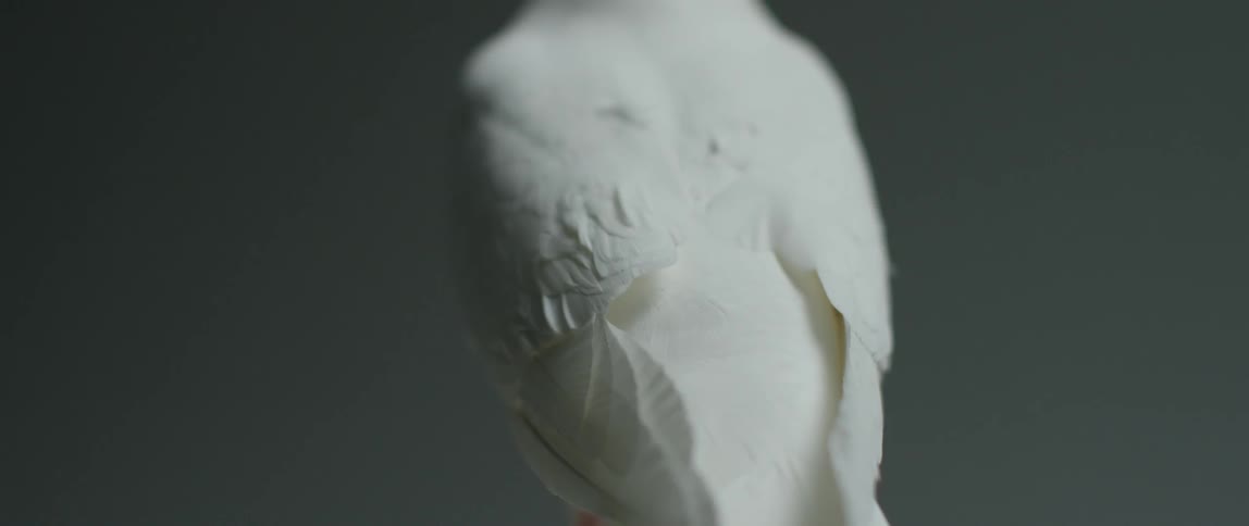 A white, dove-like bird shown from the neck down