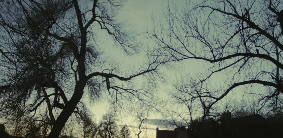 Tree branches in a town on a winter day