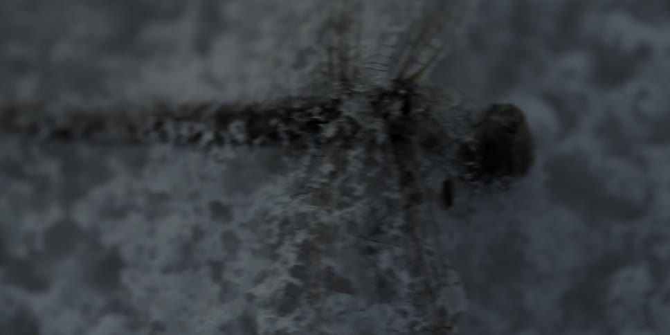 Close up of a dead dragonfly covered in snow