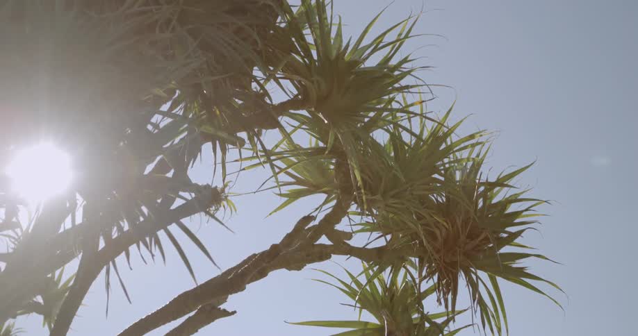 Palm fronds hang in the air