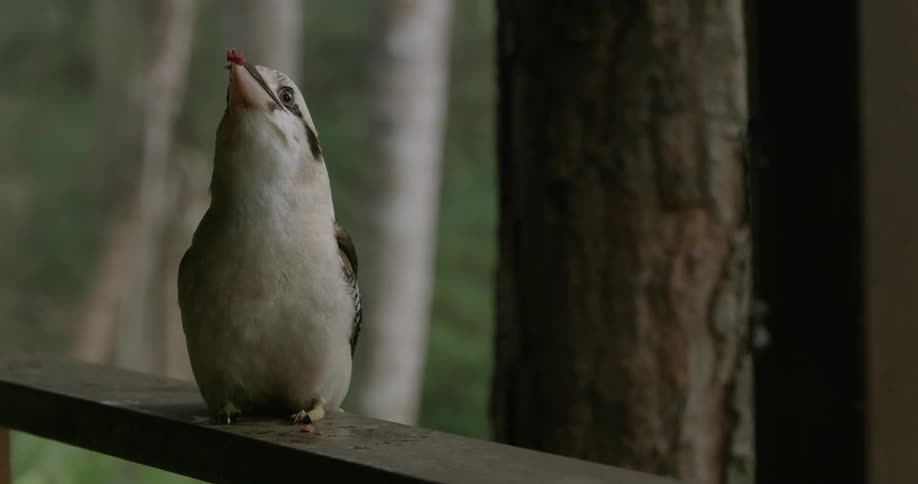 Bird sitting on a wooden ledge eating a berry