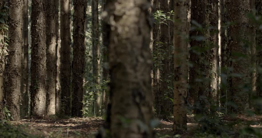 Trees line the forest