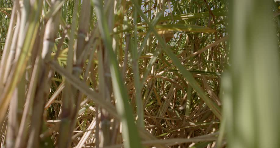 A tangle of bamboo is shown on a sunny day