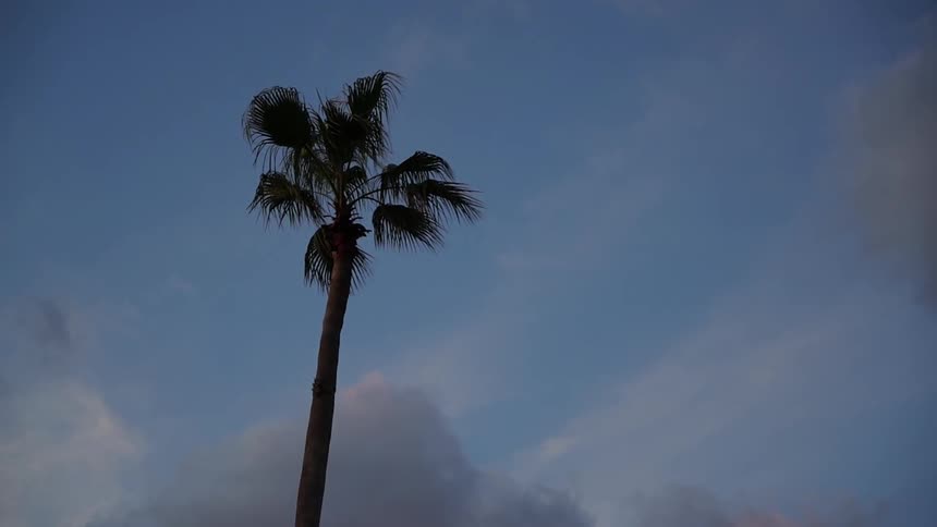 A single palm tree on a cloudy day
