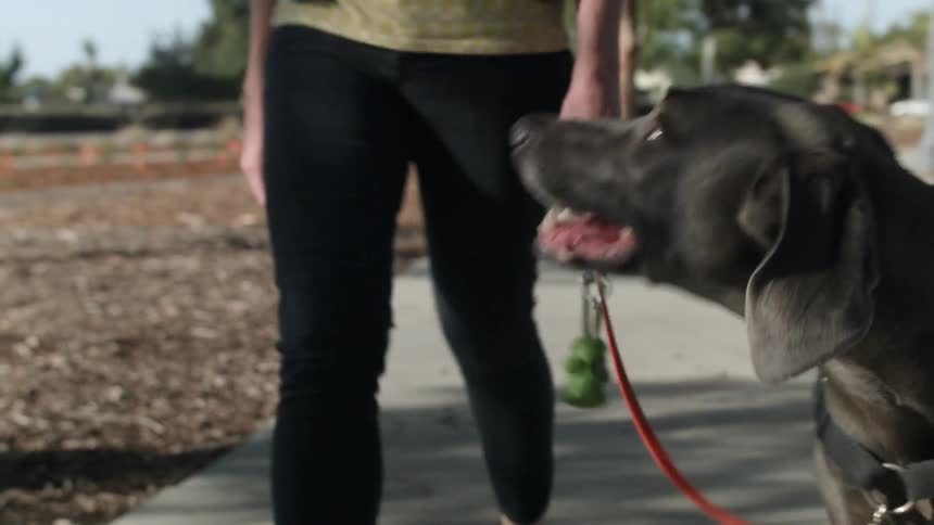 A woman walking a dog down a park sidewalk