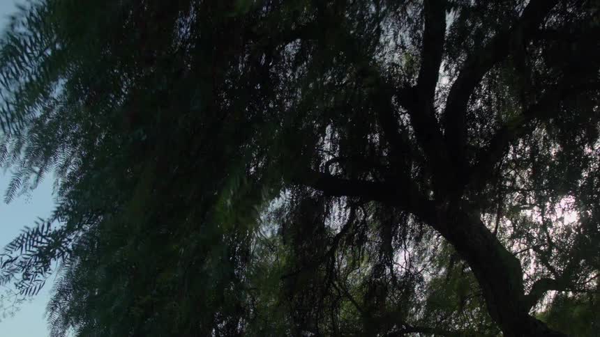 Sun shining through a large tree