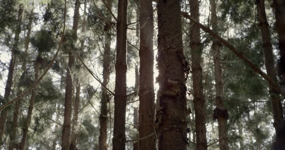 Sunlight shines through trees in a forest